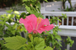 Flower gardens Angelina Key West