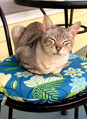 Resident Guesthouse kitty resting peacefully